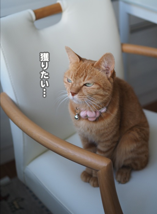 19日夕ブログ7