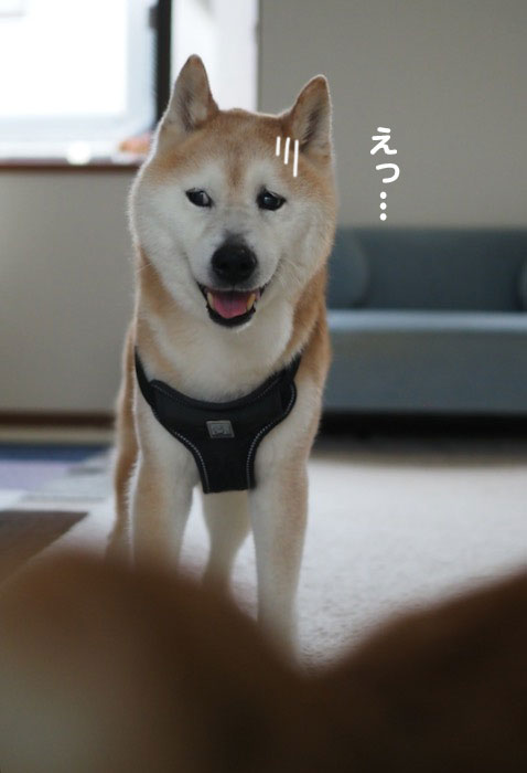 20日夕ブログ７