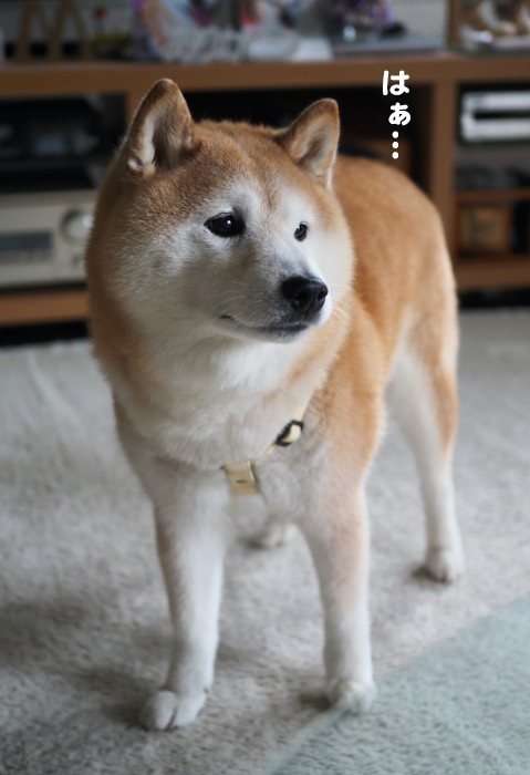 20日夕ブログ６