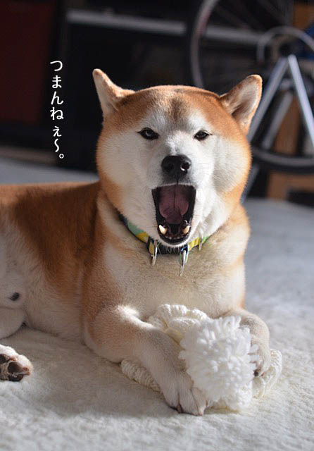 20日夜ブログ4