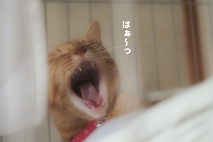 15日夕ブログ４