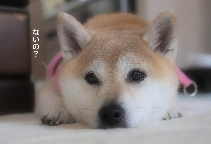 17日ブログ１０