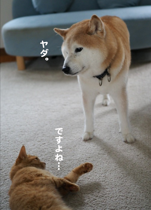 11日夕ブログ１５