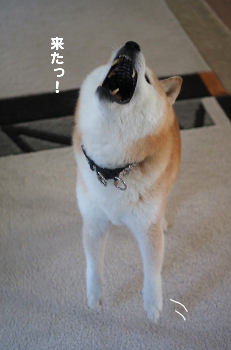 19日夕ブログ３