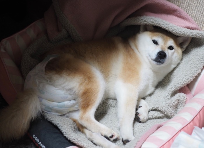 27日夜ブログ６