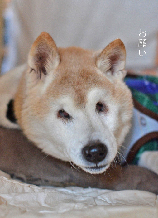 12日ブログ8
