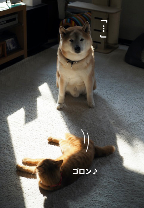 17日夕ブログ１