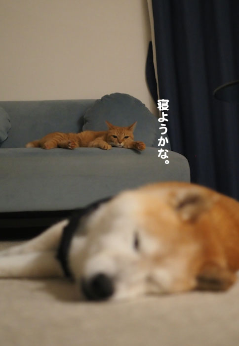 13日夕ブログ５