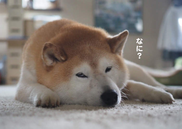 26日夕ブログ３