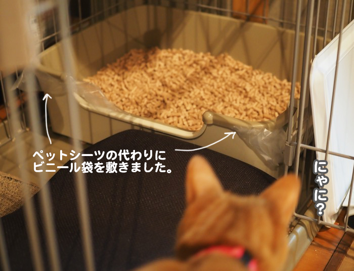 9日夕ブログ４