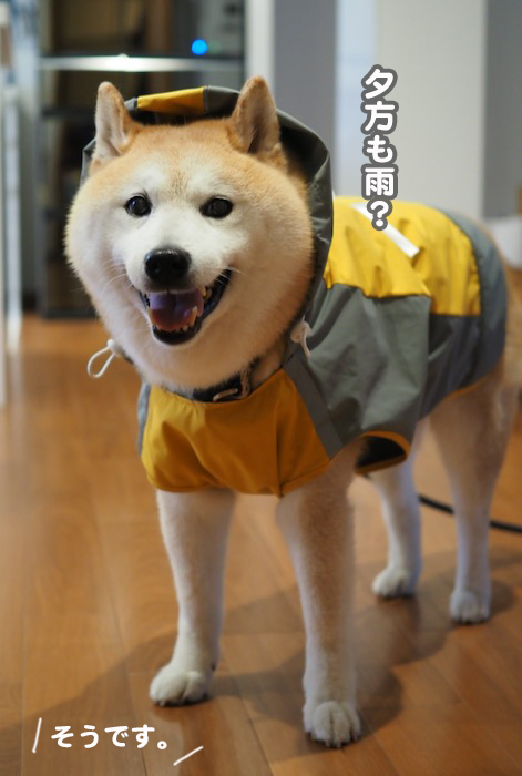13日夕ブログ２