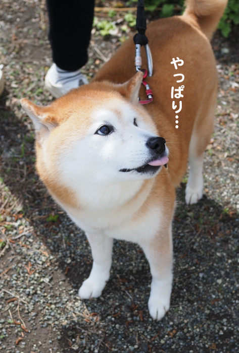 11日夕ブログ７