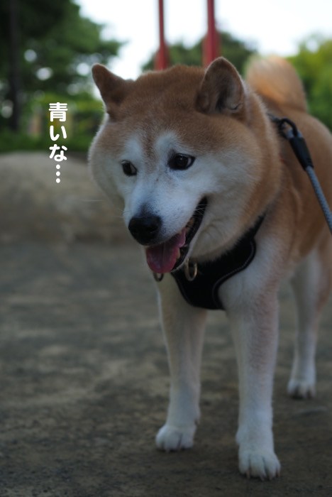 8日夕ブログ８
