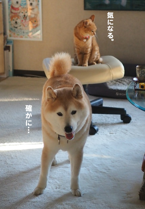 26日夕ブログ４