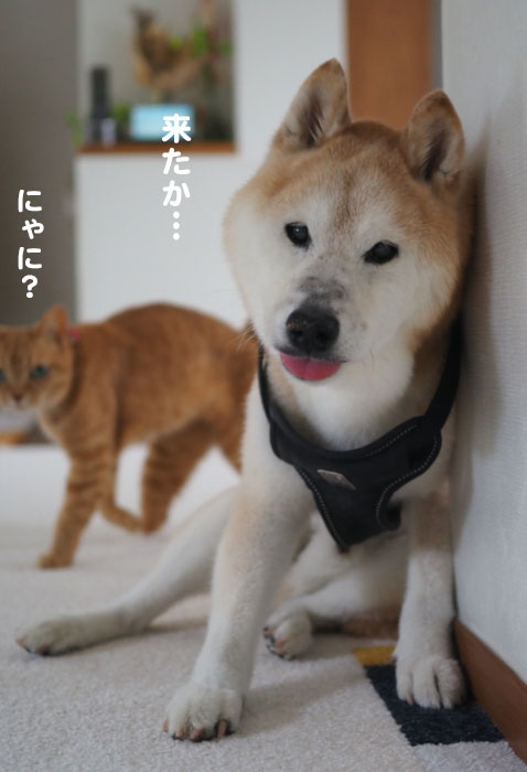 31日夕ブログ４