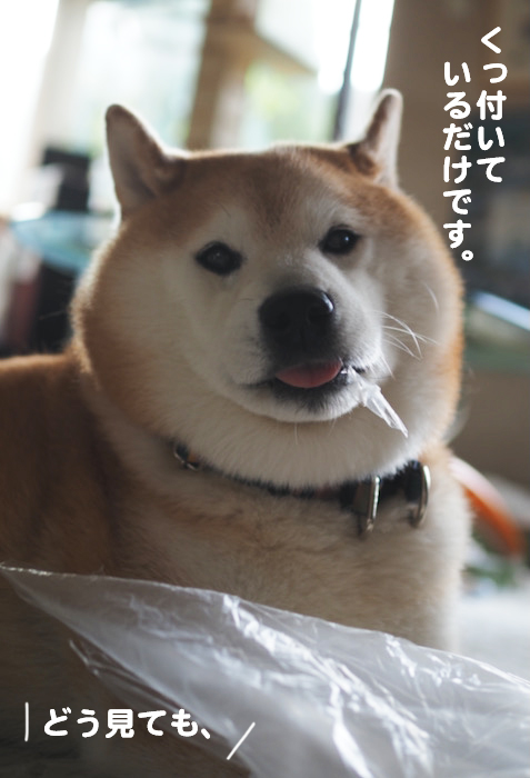 16日夕ブログ６