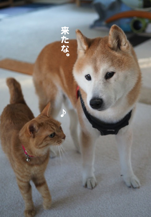 12日夕ブログ３