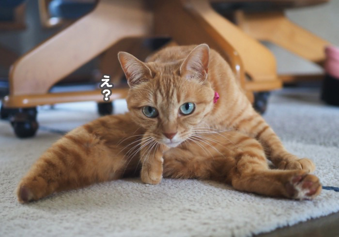 3日夕ブログ4