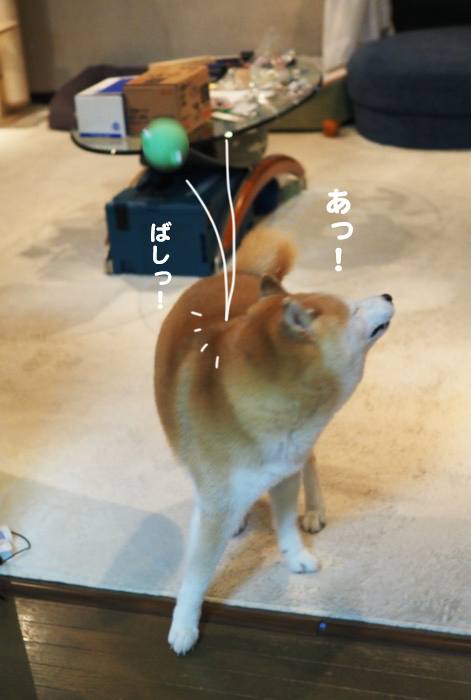 11日夕ブログ９
