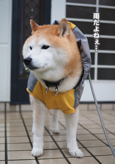 19日ブログ４
