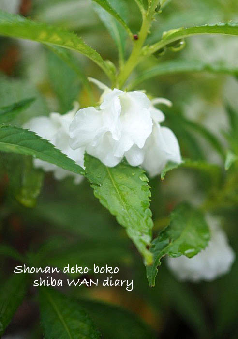 秋の長雨 湘南凸凹柴wan日記 Powered By ライブドアブログ 秋の長雨 湘南凸凹柴wan日記 Powered By ライブドアブログ