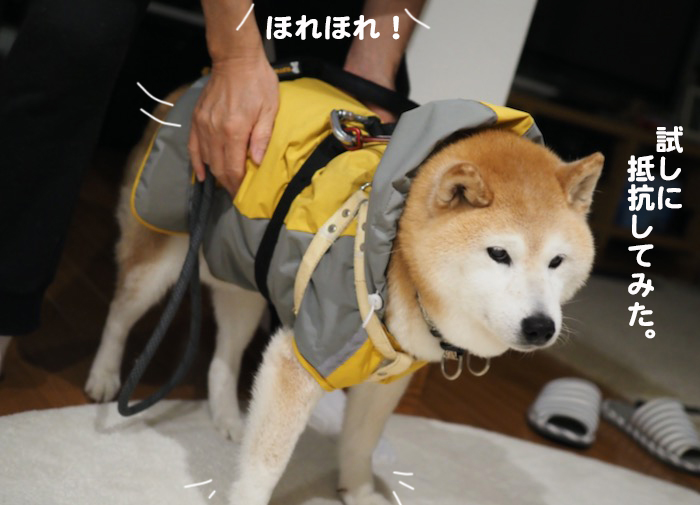 15日夕ブログ７