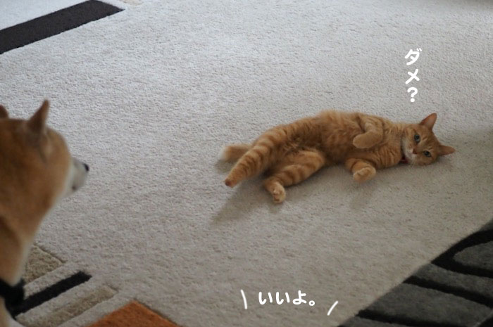 12日夕ブログ４