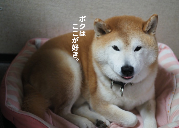 28日夕ブログ３