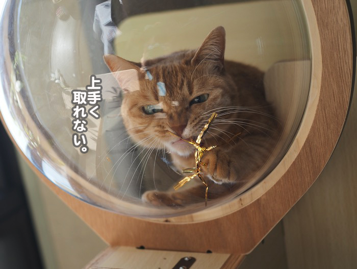 5日夕ブログ７