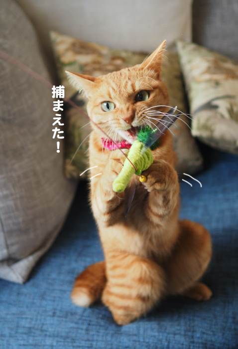 17日夕ブログ７