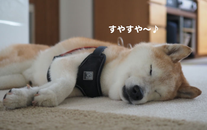 17日夕ブログ２