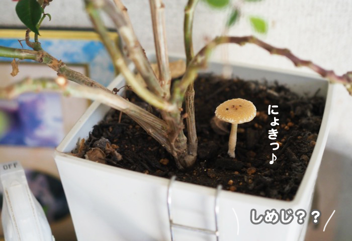 28日ブログ４