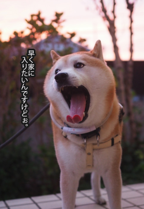 19日夕ブログ３