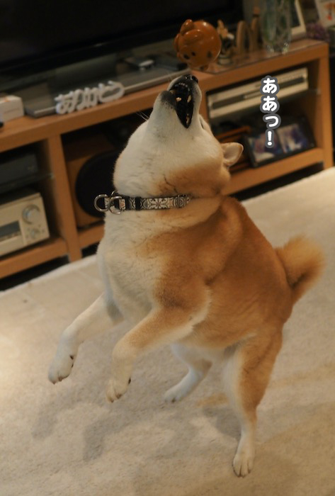 12日夕用６