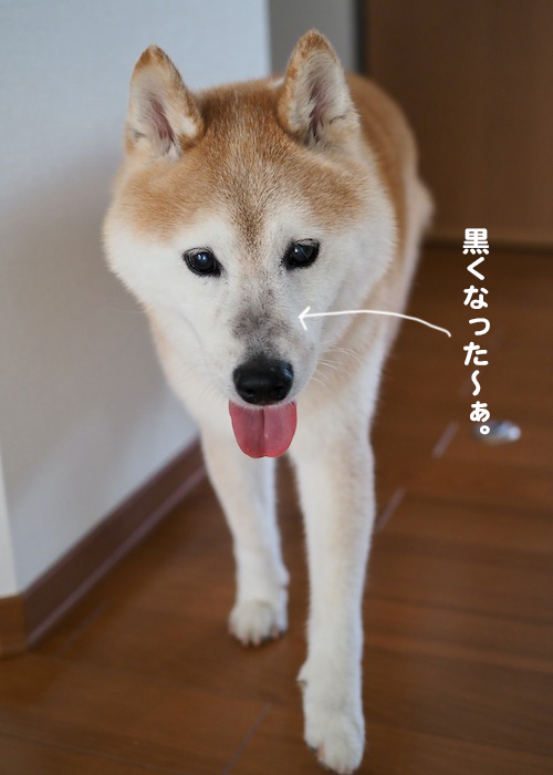 11日夕ブログ７