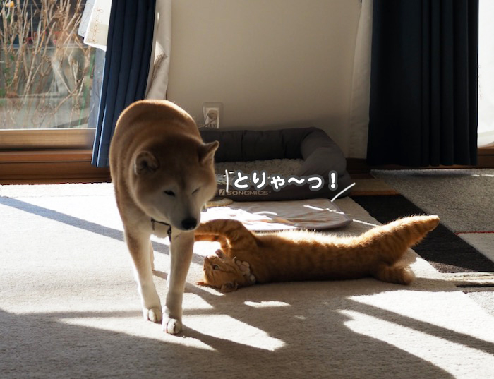 28日夕ブログ１０