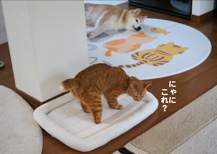 2日夕ブログ４