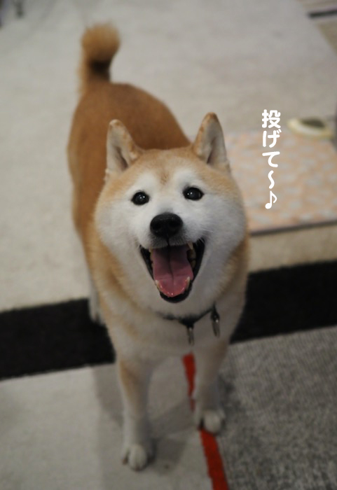 15日夜ブログ３