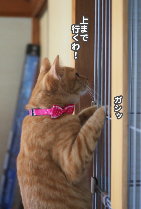 13日夕ブログ３