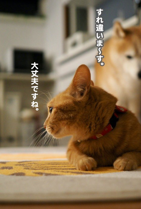 22日夕ブログ４