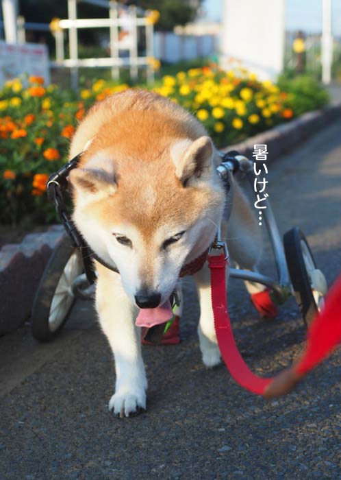 5日夕ブログ３