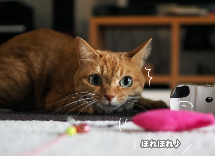 11日夕ブログ２