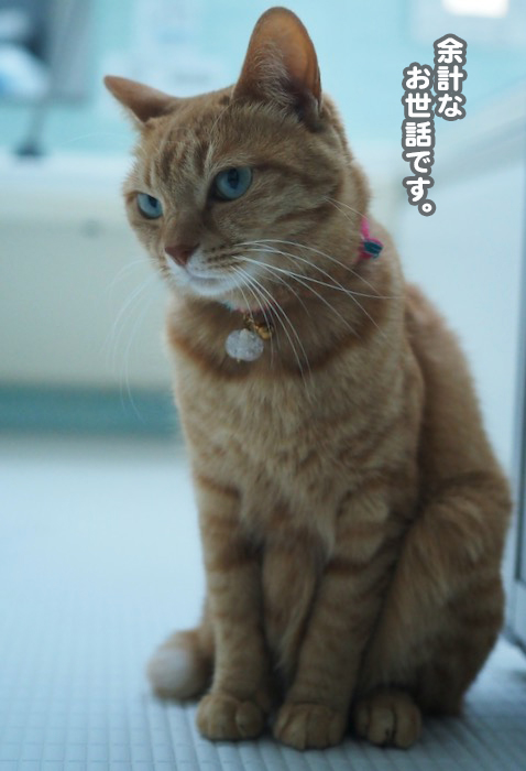 13日夕ブログ８