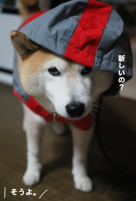 26日夜ブログ２