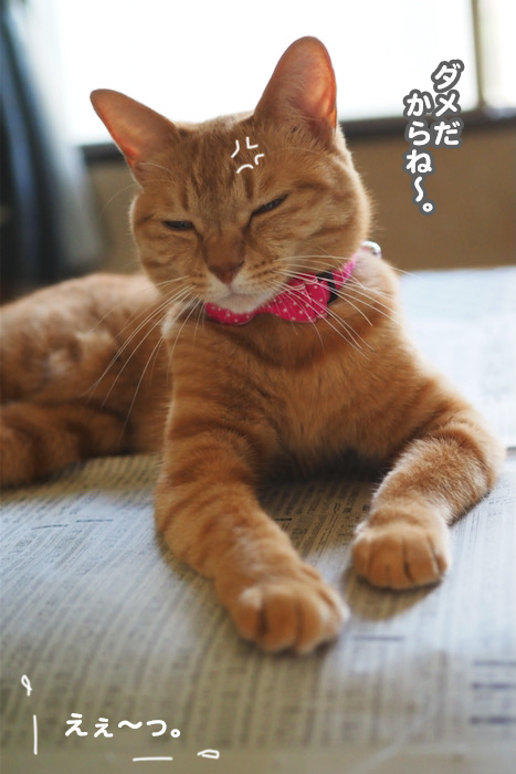 2日夕ブログ７