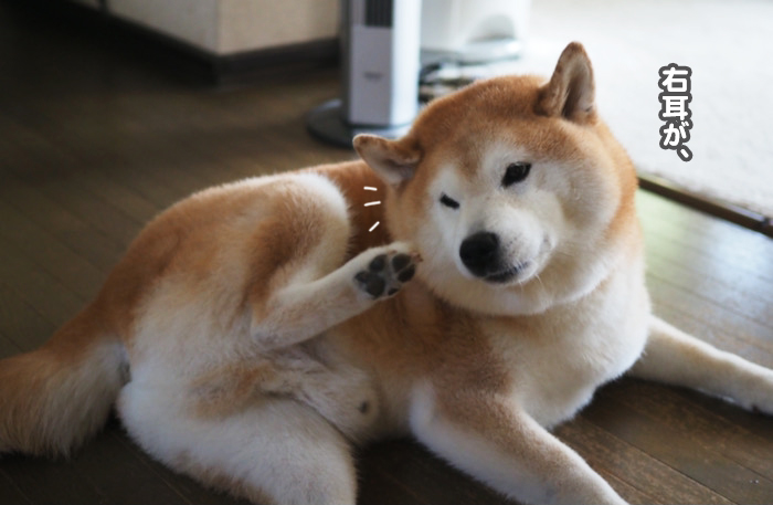 30日ブログ２