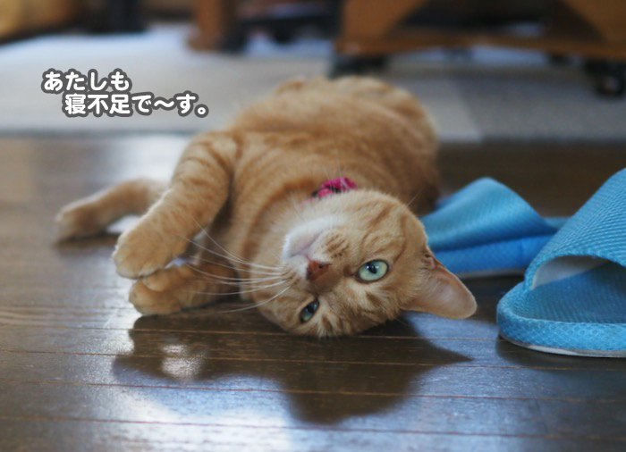 17日夕ブログ５
