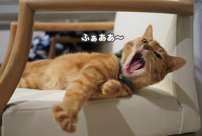 15日夕ブログ４