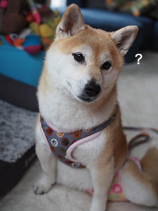 不思議な音に首をかしげるあんが超かわいい 湘南凸凹柴wan日記 Powered By ライブドアブログ