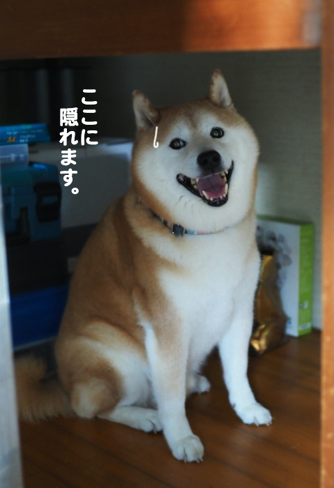 26日夕ブログ３